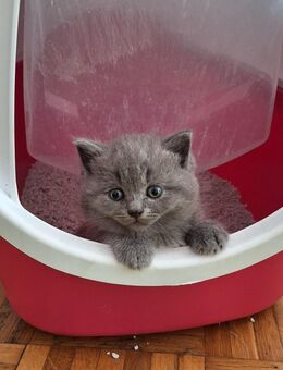 BKH Kitten - Uslar Zentrum