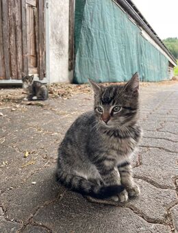 Kitten abzugeben! - Meschede (Kreis- und Hochschulstadt)