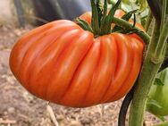 Kasachstan Haefele, Tomatensamen, aus Russland - Oldenburg