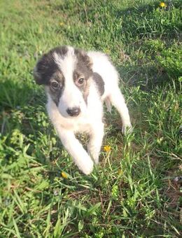 Knuffiger Tizian❤ sucht noch Nestwärme - Seggebruch