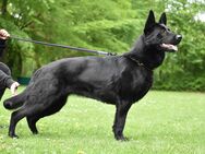 Schäferhund Welpen, mit Papiere vom Verein für deutsche Schäferhunde - Bönen