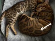 Bengal Kater - Löhne Zentrum