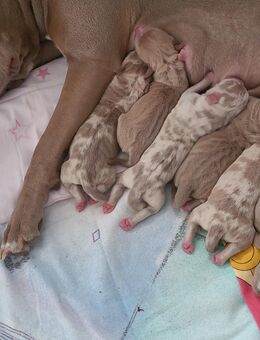 Mittelgroße Welpen sind am 5.November auf die Welt gekommen - Lampertheim