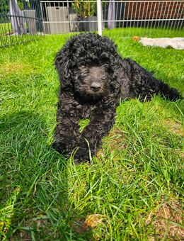 Ein Goldendoodle Welpe sucht noch sein zu Hause - Gelsenkirchen