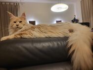 verschmuster Maine Coon Kater mit HD-Röntgen, HCM- und PKD-Schall und Genttests - Grafing (München)