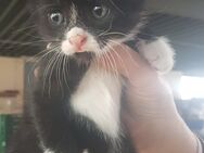 Zwei liebevolle EKH-Kitten suchen ein Zuhause – 12 Wochen alt - Meschede (Kreis- und Hochschulstadt) Zentrum