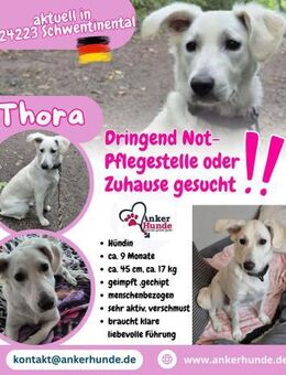 💛Thora💛sucht erfahrenes Zuhause - Freilassing