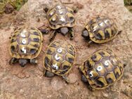 Griechische Landschildkröten Nachzuchten 2023 - Bad Arolsen