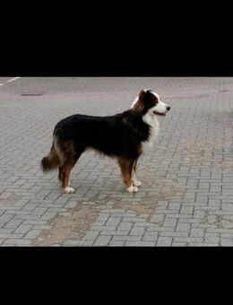 Deckrüde Australian Shepherd - Osterrönfeld