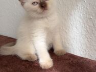 Siamkitten nur in liebevolle Hände - Hamburg