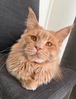 Deckkater Maine Coon - Orpheus, 1,5 Jahre, 11 kg - Dresden - 500 € - Dresden