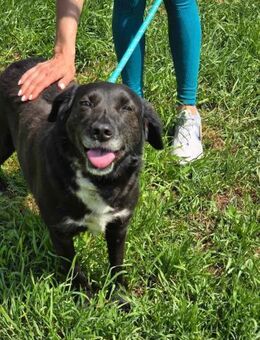 CHARLIE ♥️ ein besonderer Hund - München