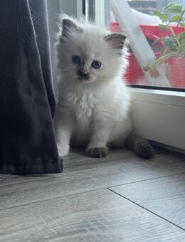Ragdoll edelmix kitten - Engelskirchen