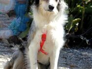 Percy sucht ein liebevolles Zuhause - Grevenbroich
