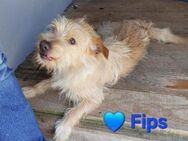 Fips - ein lieber kleiner Schmusehund - Willich