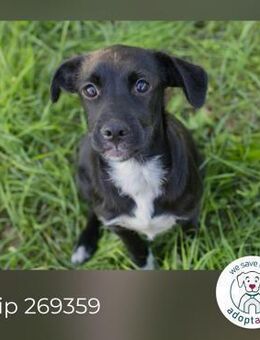 Chip 269359: Hundekind sucht ein Zuhause - Kirchzell