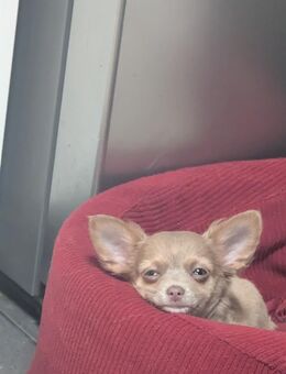 Chihuahua Mädel - Kindelbrück