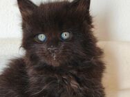 Maine Coon Kätzchen Reinrassige - München