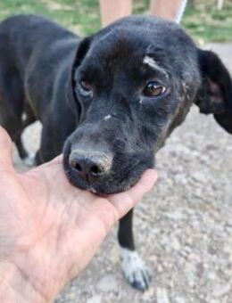 Jagdhund Mix, Hündin, 2 Jahre - Kappeln (Schleswig-Holstein)