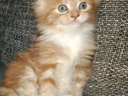 Maine coon Kätzchen - Bad Tennstedt