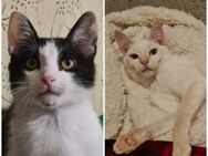 💖Dreamteam Katzenbaby Biscuit & Snow 💖 - Eislingen (Fils)