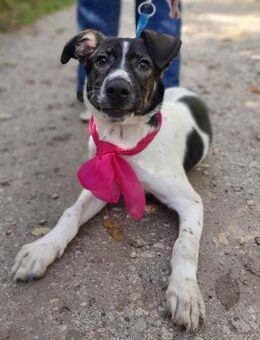 SKADI - ruhig und ausgeglichen - Linden (Hessen)