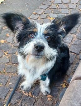 NINA - in 53225 Bonn - Linden (Hessen)