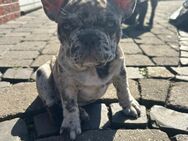 Französische Bulldogge - Bielefeld
