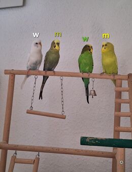 Wellensittiche zu verkaufen inkl. Zubehör und Voilere - Varel