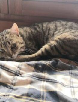 Kämpferin Letschi sucht Kuschelmensch - Walluf