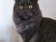 Maine Coon Kater - Chemnitz