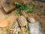 Griechische Landschildkröten - Rommerskirchen