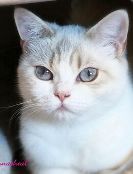 Britischkurzhaarkatze mit Stammbaum - Lamerdingen
