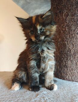Norwegische Waldkatzen Kitten - Kalefeld