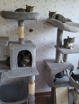 Super süße BKH Kitten - Husum (Schleswig-Holstein)