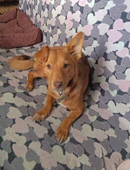 Zarte Kathi sucht liebevolles Zuhause - Duisburg