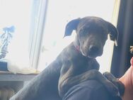 Labrador dame - Versmold