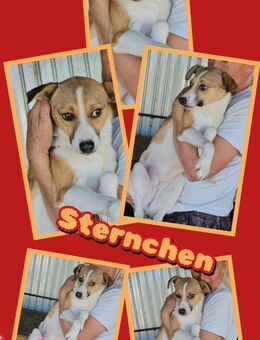 Hündin Sternchen wer sieht mich ? - Nürnberg