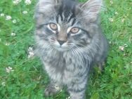 Süsse Katze abzugeben - Neu Wulmstorf
