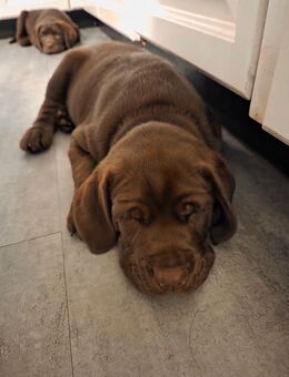 Wunderschöne Labrador Welpen - Allenbach