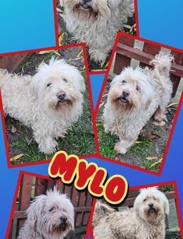 Hundeopi Mylo hofft auf ein Wunder - Nürnberg