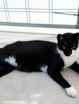 Lebhafter, sozialer Kater Theo - Karlsruhe