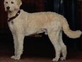 Deckrüde Goldendoodle in 26169
