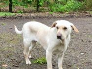 LEO, m., kastr., Labrador-Mix, geb. 2019 - Sipplingen