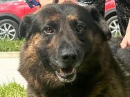 Balog- Hundemann träumt vom Glück - Obertshausen