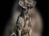 Weimaraner - Schwarzenberg (Erzgebirge)