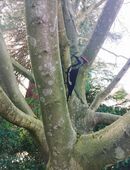 Rotspecht Specht Schwarz Rot  Imitation  Gartendeko / Balkondeko / Terrassendekoration in 42549