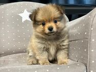 Pomeranian Chihuahua mix Pomchi - Bochum