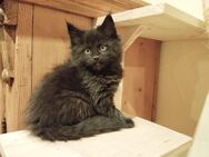 2 Maine Coon Kitten - Weiding (Landkreis Cham)