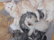Main Coon Perser Kitten 12 Wochen - Steinbergkirche